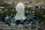 DSC_0978.jpg