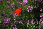DSC_0212.jpg