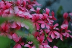 DSC_0780.jpg