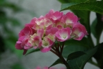 DSC_0786.jpg