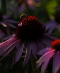 crop_DSC4959.jpg